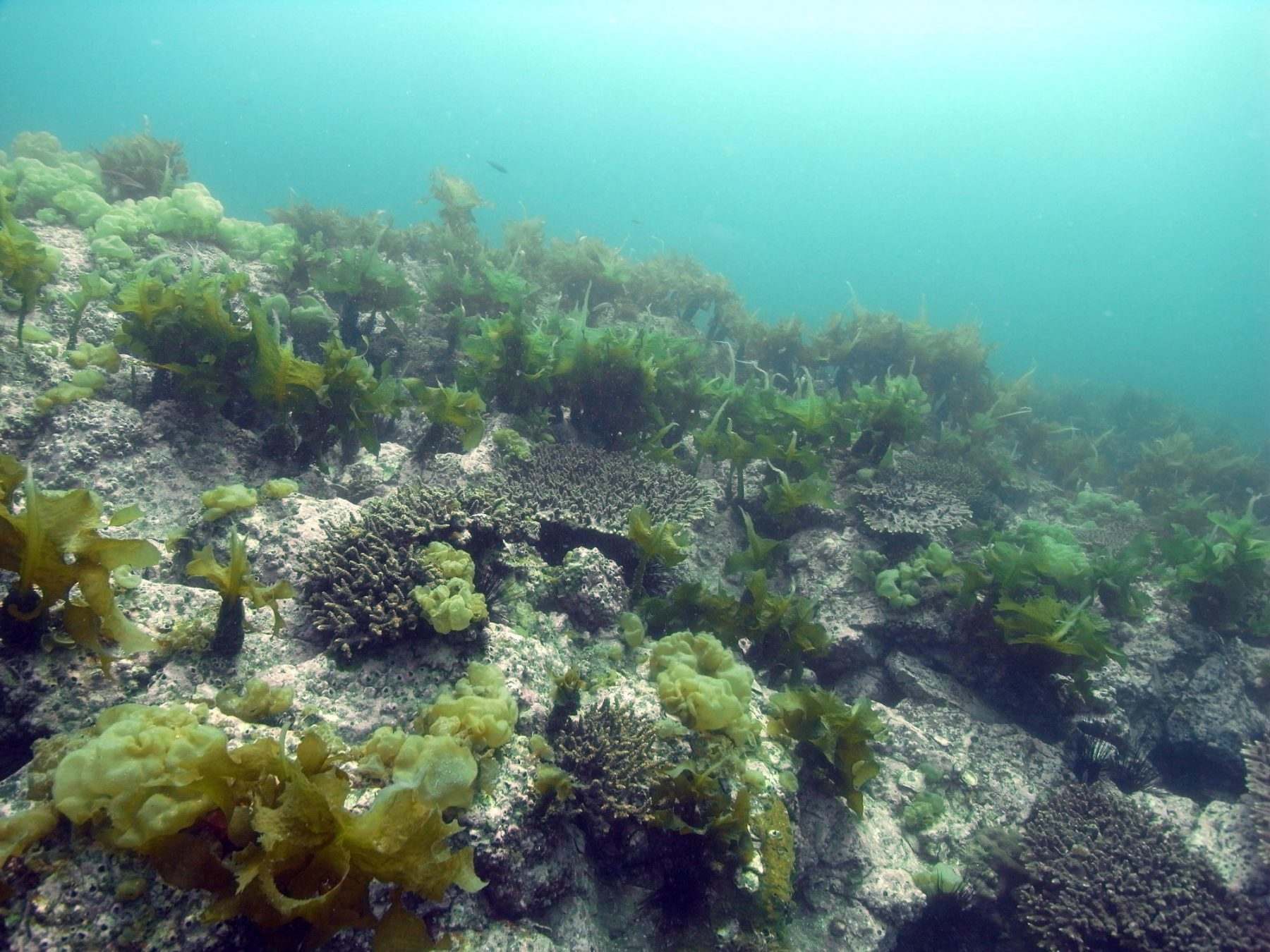 Coral relocation in Chabahar Bay
