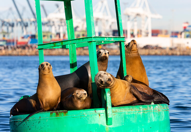 Water & Land Biodiversity management - Port of Long Beach